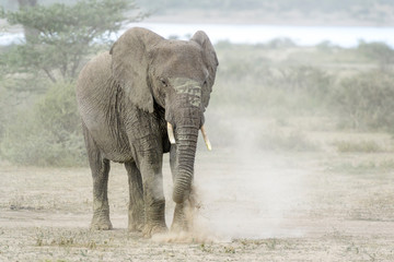 African Elephant (Loxodonta africana) shaking dust of the grass before feeding, Ngorongoro conservation area, Tanzania.