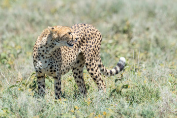 Cheetah (Acinonyx jubatus) standing on savanna, Ngorongoro conservation area, Tanzania.