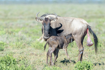 Blue Wildebeest (Connochaetes taurinus) mother with a just new born calf drinking on savanna, Ngorongoro conservation area, Tanzania.