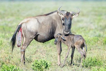 Naklejka na ściany i meble Blue Wildebeest (Connochaetes taurinus) mother with a just new born calf trying to walk on savanna, Ngorongoro conservation area, Tanzania.