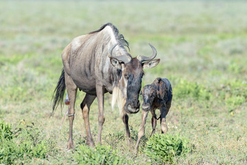 Blue Wildebeest (Connochaetes taurinus) mother with a just new born calf trying to walk on savanna,...