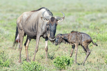 Blue Wildebeest (Connochaetes taurinus) mother with a just new born calf trying to walk on savanna, Ngorongoro conservation area, Tanzania.