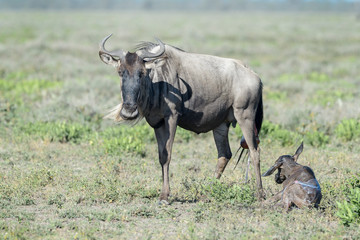 Blue Wildebeest (Connochaetes taurinus) mother with a just new born calf lying down on savanna, Ngorongoro conservation area, Tanzania.