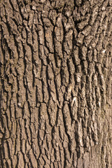 The bark of the tree is brown. Creative vintage background.