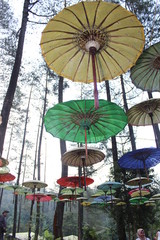 colorful carousel in amusement park