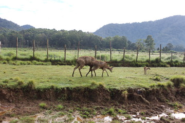 deer in the mountains