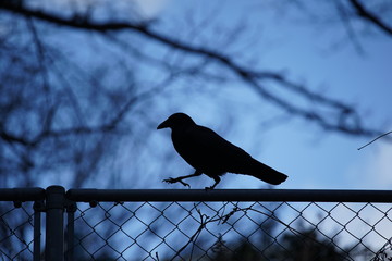Walking crow 