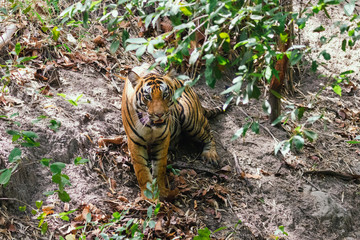tiger standing and looking straight in forest