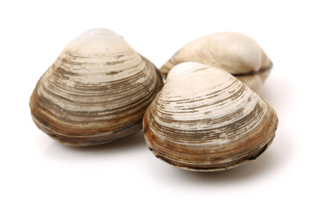 fresh raw Surf clam background