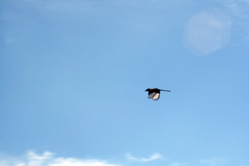 Magpie and sky background.