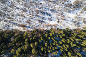 Aerial view from the drone. Winter landscape with a beautiful spruce forest from a height