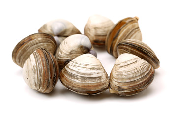 fresh raw Surf clam background