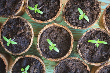 Young tomato seedling sprouts in the peat pots. Gardening concept. Top view