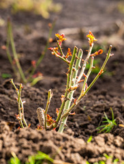 Fresh green spiky seedlings of rose bushes in the garden