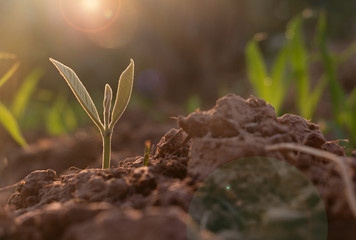 Growing plant,Young plant in the morning light on ground background, New life concept.Small plants on the ground in spring.fresh,seed,Photo fresh and Agriculture  concept idea.
