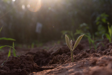 Growing plant,Young plant in the morning light on ground background, New life concept.Small plants on the ground in spring.fresh,seed,Photo fresh and Agriculture  concept idea.