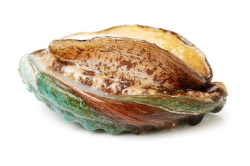 Raw abalones on the white background 