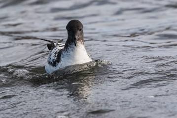 Cape petrel , Deception Island, Antartica.