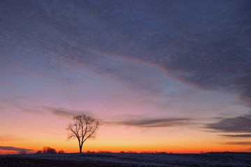 Bare trees in a rural winter landscape silhouetted against a colorful dawn sky, Michigan, USA