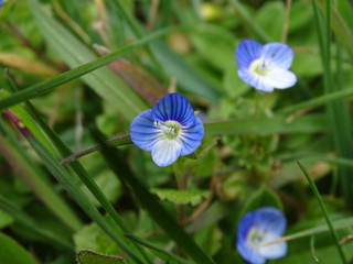 PEQUE&Ntilde;AS FLORES AZULES (VERONICA PERSICA)