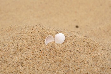 Seashell on the beach. Summer background with hot sand.