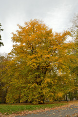 Colorful tree in autumn. 