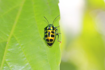 Schmuckwanze in Sri Lanka