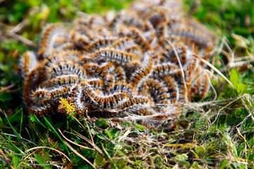 Chenilles processionnaires en boule sur de la pelouse