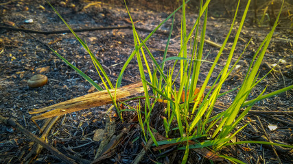 Grass green leaves after being burned by wildfires.