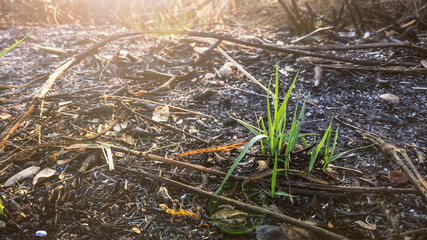 grass in the forest fires