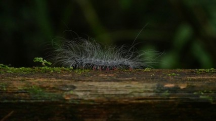 Caterpillar with poisonous hairs in the tropical rain forest in Gunung Mulu National Park, Borneo