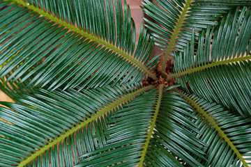 Fototapeta premium Palm leaf closeup. Different green tropical plants, such as palm trees in a botanical garden or arboretum. 