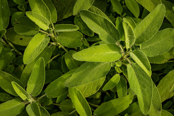 Green sage (salvia) leafs background