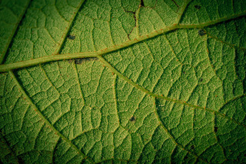 Green leaf closeup background