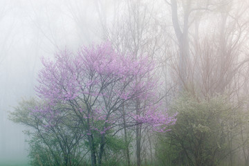 Landscape of redbud in bloom in foggy forest, Fort Custer State Park, Michigan, USA