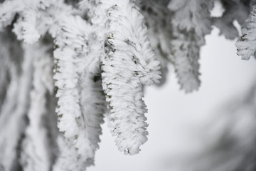 Branches of a fir tree in white hoarfrost. Natural winter seasonal look.
