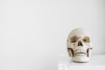 Human skull in front of white background with copy space. Medical science concept.