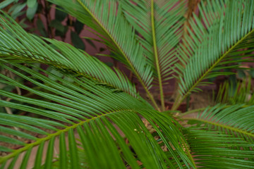 Naklejka na ściany i meble Palm leaf closeup. Different green tropical plants, such as palm trees in a botanical garden or arboretum. 