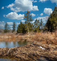 Beaver Damn and fallen tree make a beautiful site just outside Cole Park in Upstate NY © Chet Wiker