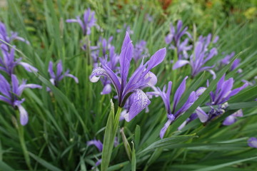 Closeup of flower of Iris sibirica in May