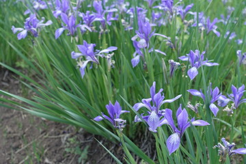 Flowers of Iris sibirica in the garden in May