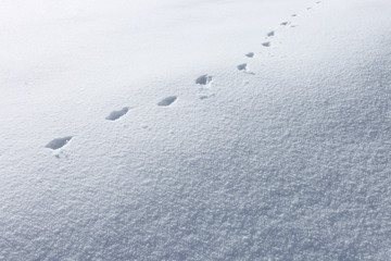 雪原_動物の足跡