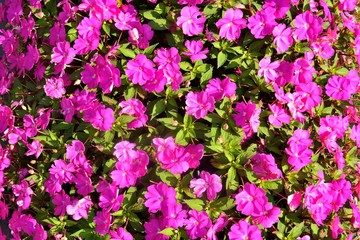 Beautiful pink and green flowers background