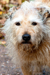 Dog outdoors who are playing, friendly, and alert.  Active canine