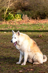Dog outdoors who are playing, friendly, and alert.  Active canine