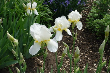 Tender white flowers of bearded irises in May