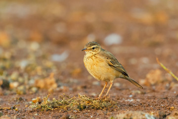 paddyfield pipit perched on the ground