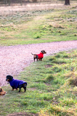 Dog outdoors who are playing, friendly, and alert.  Active canine