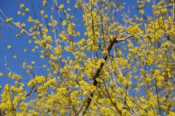 a flowering cornus mas in springtime, yellow tiny flowers of european cornel shrub