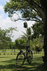 Fototapeta na wymiar an old bicycle under a tree with a background of Borobudur temple
